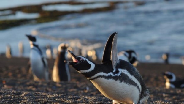 Llegan los pingüinos a Península Valdés