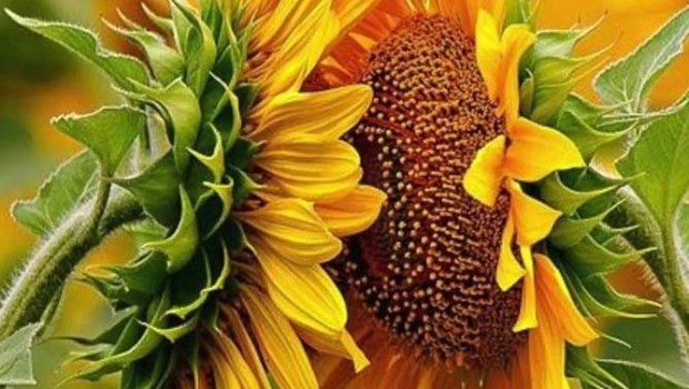 Como girasoles y enredaderas