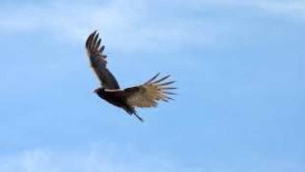 El volar es para los pájaros (y el sexo, el de la naturaleza)