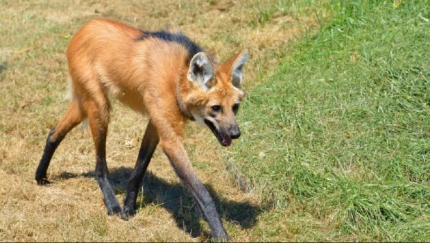 Corrientes: un animal en peligro de extinción sorprendió a una familia en el patio de su casa