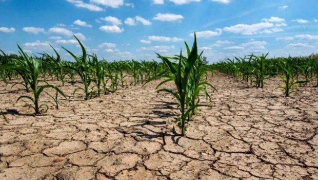 Los productores agropecuarios piden medidas urgentes para hacer frente a los "efectos devastadores" de la sequía