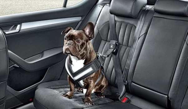 Cómo llevar a tu mascota en forma segura dentro del auto