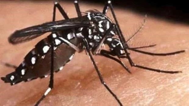 Brasil supera los cinco millones de casos de dengue y se acerca a las 3.000 muertes