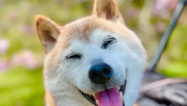 Murió Kabosu, el perro que se convirtió en meme y era el rostro de la criptomoneda Dogecoin