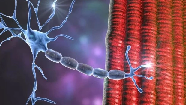 Esclerosis lateral amiotrófica: qué es y cómo abordarla 