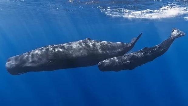 Un libro del oceanógrafo François Sarano tiene como protagonista al sorprendente cachalote