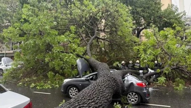 Cuatro heridos al caer un árbol sobre un auto en movimiento en Almagro