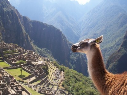 Machu Picchu, panorámica con llama. 