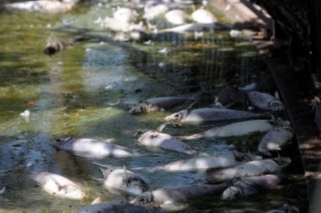 Aparecieron muertos cientos de peces en los lagos de Palermo