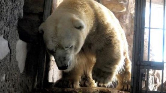 Murió el oso Arturo