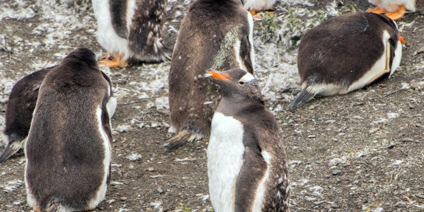 Más de 100 mil turistas al año recorren el Canal de Beagle a bordo de Catamaranes