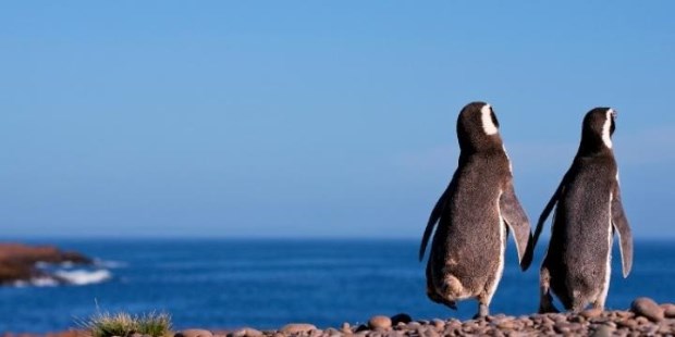 Empezó la temporada para avistar fauna en Puerto Madryn