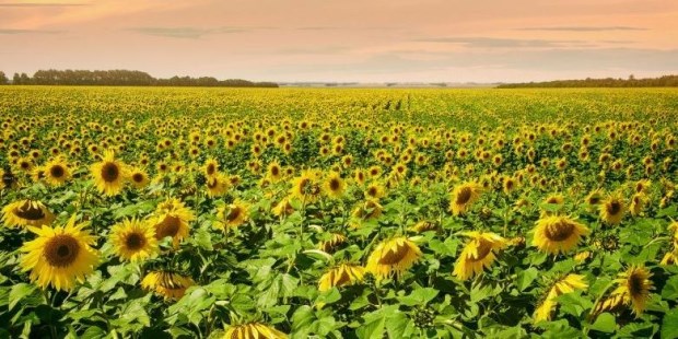 Los secretos del girasol - Campo | Diario La Prensa