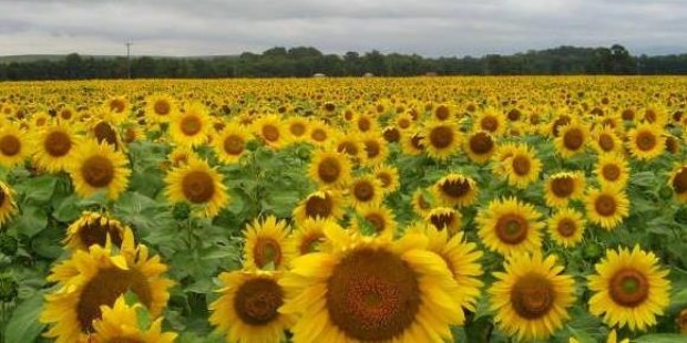 Deshojando el girasol - Campo | Diario La Prensa