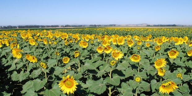 La humedad impulsa al girasol - Campo | Diario La Prensa